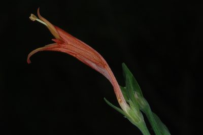 Dicliptera scutellata, photographed by aacocucci