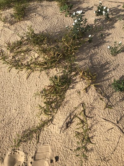 Mimosa rupertiana, photographed by Sam Kieschnick