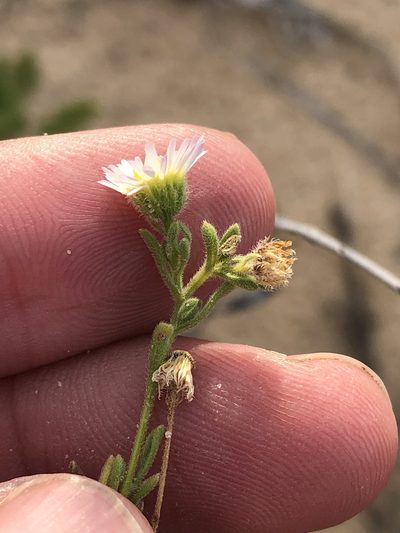 Erigeron bellidiastrum, photographed by Sam Kieschnick
