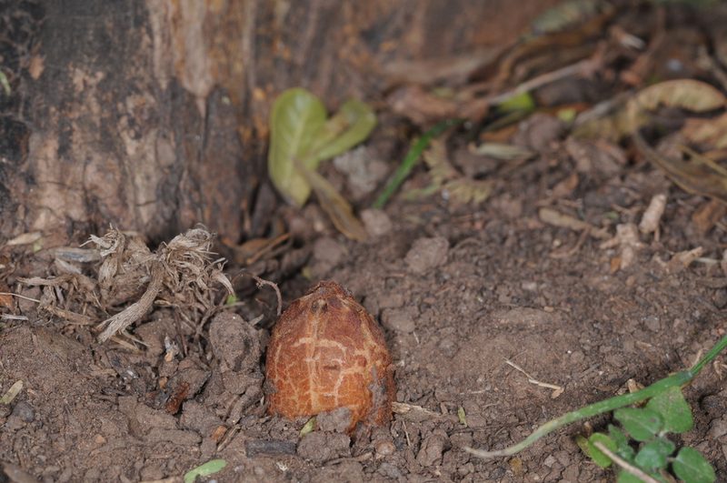 Prosopanche bonacinae, photographed by aacocucci