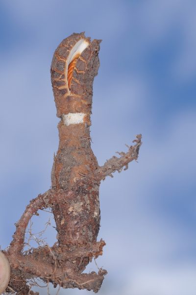 Prosopanche bonacinae, photographed by aacocucci