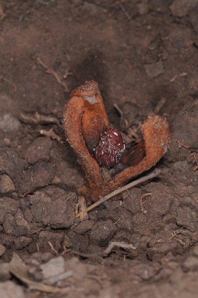 Prosopanche bonacinae, photographed by aacocucci