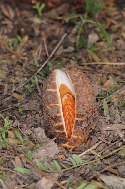 Prosopanche bonacinae, photographed by aacocucci