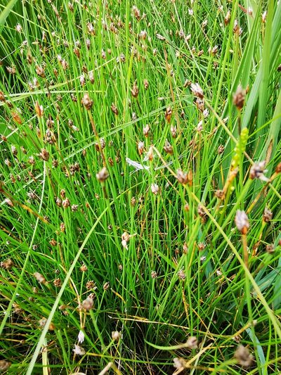 Eleocharis quinqueflora, photographed by Sigitas Juzėnas
