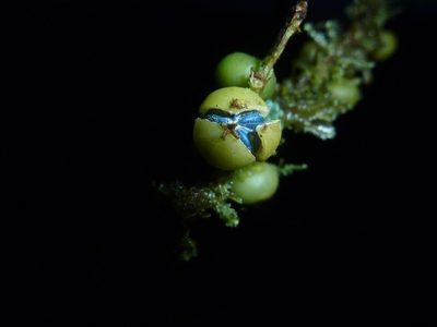 Margaritaria nobilis, photographed by Eduardo Chacón Madrigal