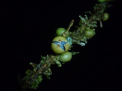 Margaritaria nobilis, photographed by Eduardo Chacón Madrigal