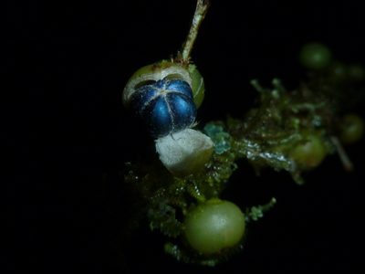 Margaritaria nobilis, photographed by Eduardo Chacón Madrigal