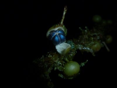 Margaritaria nobilis, photographed by Eduardo Chacón Madrigal
