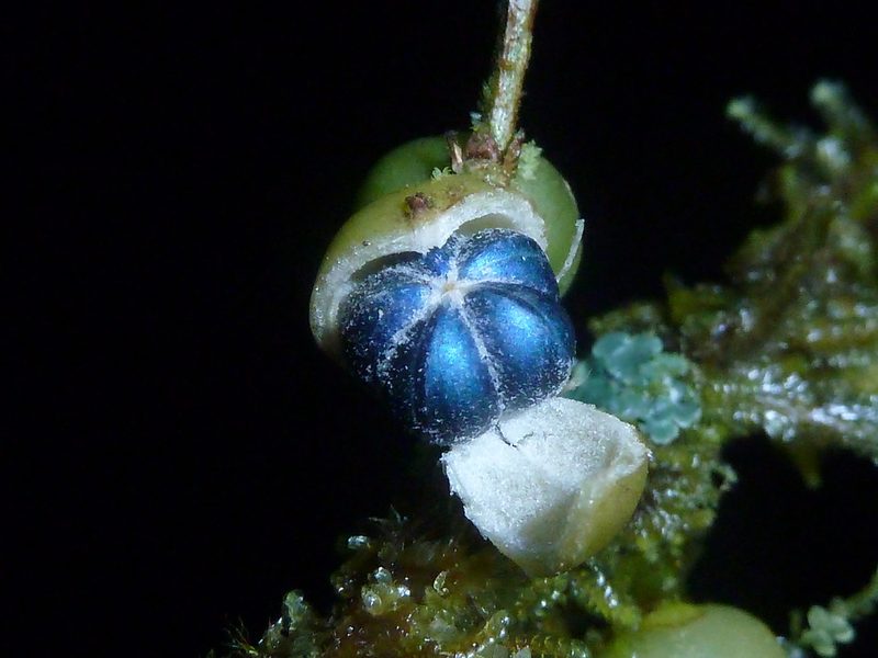 Margaritaria nobilis, photographed by Eduardo Chacón Madrigal
