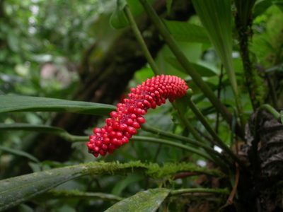 Anthurium bakeri, photographed by Eduardo Chacón Madrigal