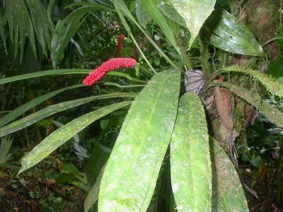 Anthurium bakeri, photographed by Eduardo Chacón Madrigal