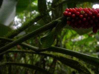 Anthurium bakeri, photographed by Eduardo Chacón Madrigal