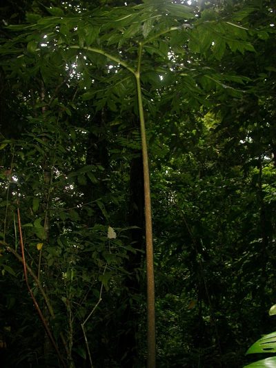 Dracontium pittieri, photographed by Eduardo Chacón Madrigal