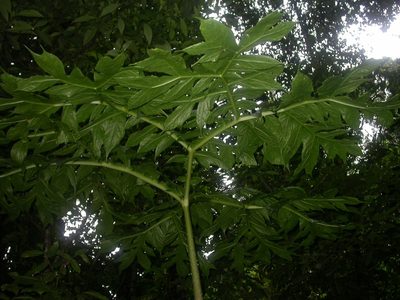 Dracontium pittieri, photographed by Eduardo Chacón Madrigal