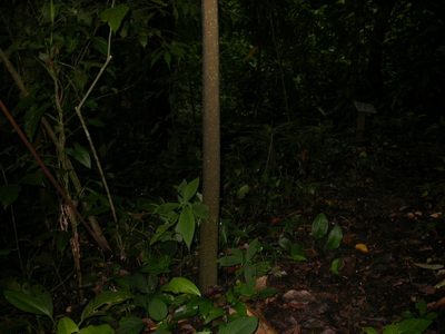 Dracontium pittieri, photographed by Eduardo Chacón Madrigal