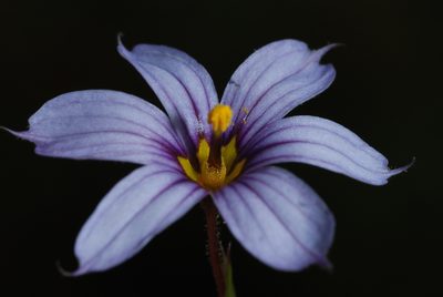 Sisyrinchium chilense, photographed by aacocucci
