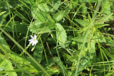Stellaria palustris, photographed by Dmitriy Bochkov