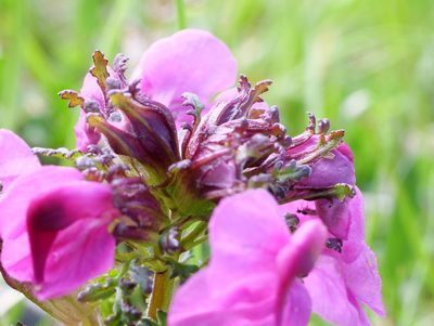 Pedicularis rostratocapitata, photographed by Wolfgang Jauch