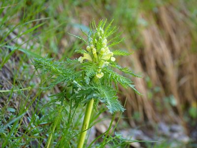 Pedicularis foliosa, photographed by Wolfgang Jauch