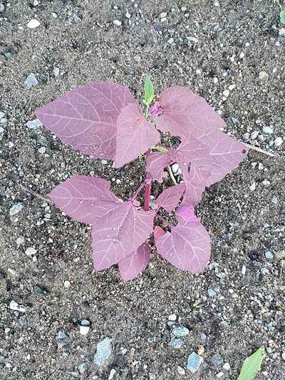 Atriplex hortensis, photographed by Jens Ullenius