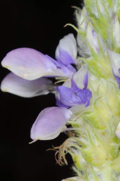 Dalea elegans, photographed by aacocucci