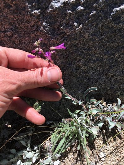 Penstemon patens, photographed by Martin Purdy