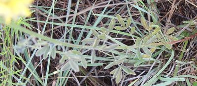 Dalea aurea, photographed by saltyhiker