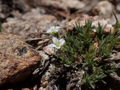 Sabulina nuttallii, photographed by Martin Purdy