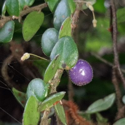 Sphyrospermum buxifolium, photographed by Arthur de Jesús Chavarría Pérez