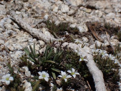 Sabulina nuttallii, photographed by Martin Purdy