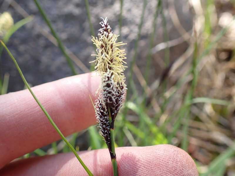 Carex heteroneura, photographed by Martin Purdy