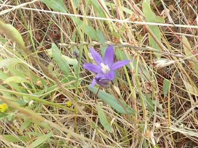 Brodiaea coronaria, photographed by Randal
