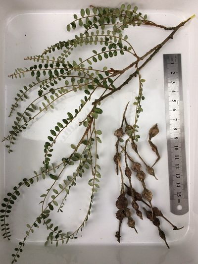 Sophora godleyi, photographed by Mike Dickison