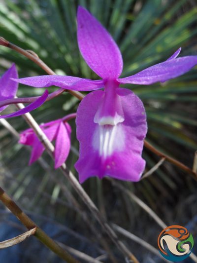 Barkeria vanneriana, photographed by Eugenio Padilla