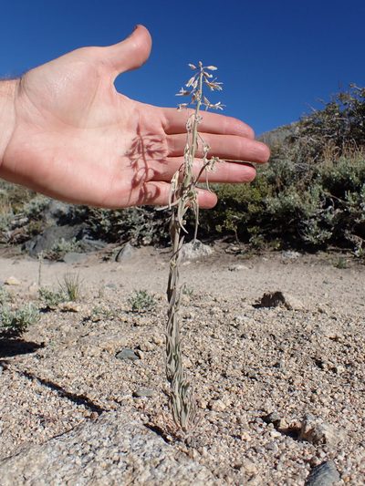 Boechera puberula, photographed by Martin Purdy
