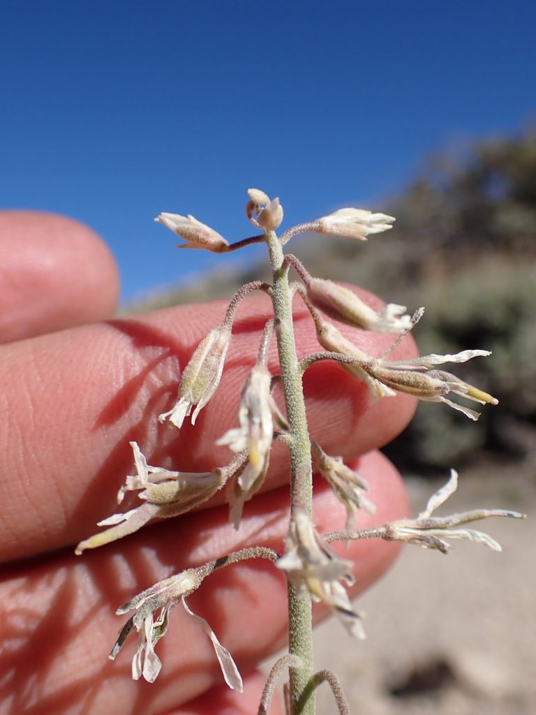 Boechera puberula, photographed by Martin Purdy