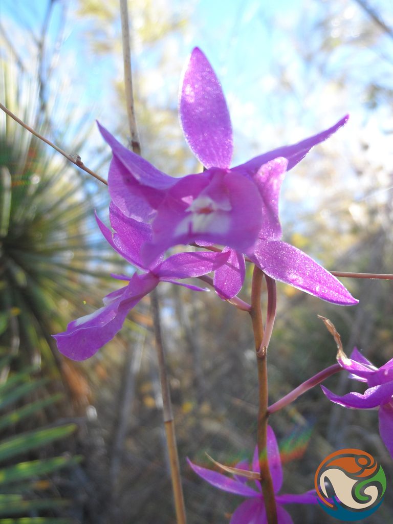 Barkeria vanneriana, photographed by Eugenio Padilla