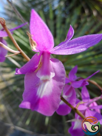 Barkeria vanneriana, photographed by Eugenio Padilla