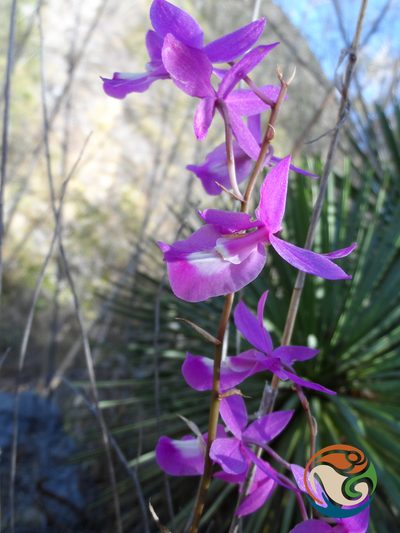 Barkeria vanneriana, photographed by Eugenio Padilla