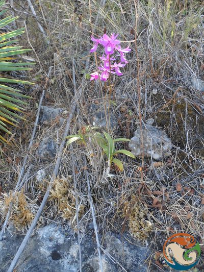 Barkeria vanneriana, photographed by Eugenio Padilla