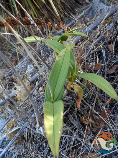 Barkeria vanneriana, photographed by Eugenio Padilla