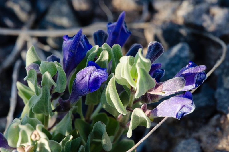 Scutellaria sapphirina, photographed by Dominic Gentilcore