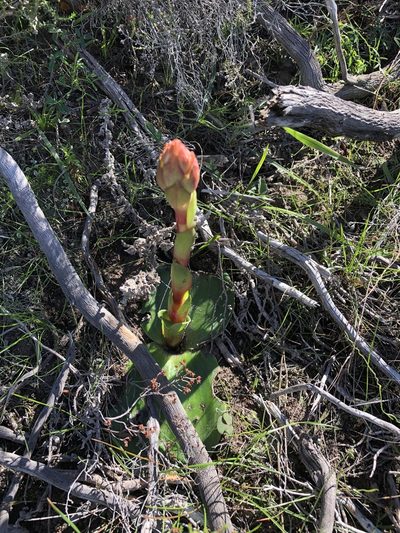 Satyrium muticum, photographed by Dave U