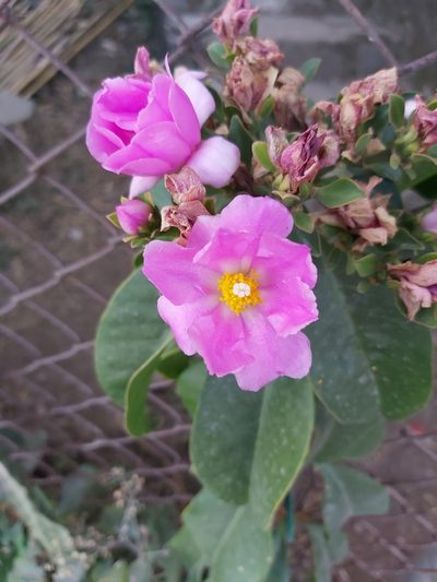 Pereskia grandifolia, photographed by Jake Rehage