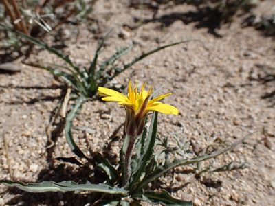 Agoseris parviflora, photographed by Martin Purdy