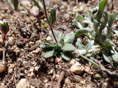Draba albertina, photographed by Martin Purdy