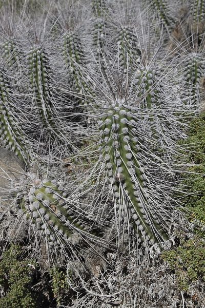 Eulychnia chorosensis, photographed by Günter Pisch