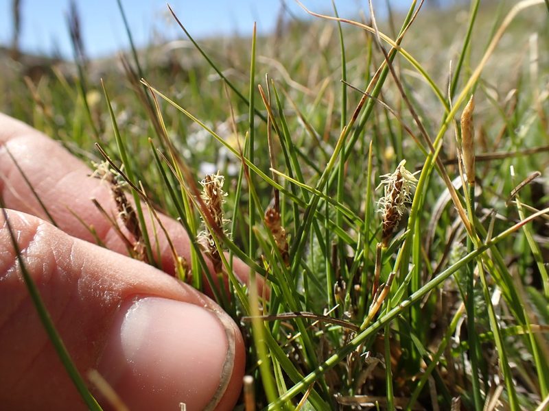 Carex subnigricans, photographed by Martin Purdy