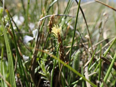 Carex subnigricans, photographed by Martin Purdy