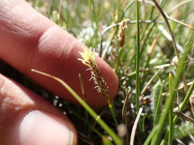 Carex subnigricans, photographed by Martin Purdy